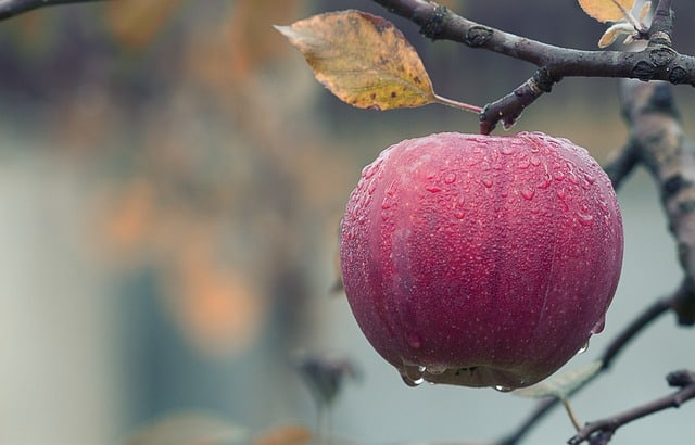 Hemmeligheden bag kulhydrater i æbler