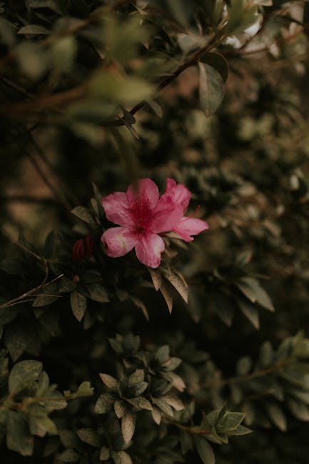 Få den perfekte have med professionel rhododendron jord